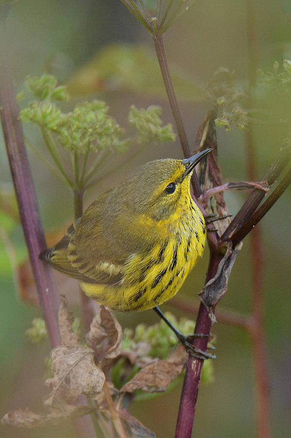 Cape May Warbler in Wees Photograph by Alan Lenk