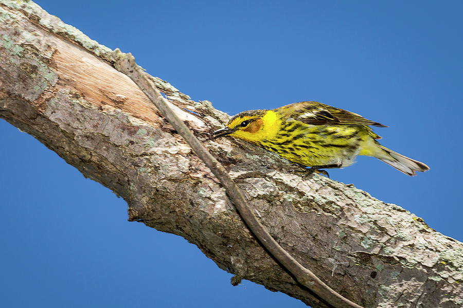 Cape May Warbler - Magree Marsh Photograph by Jack R Perry