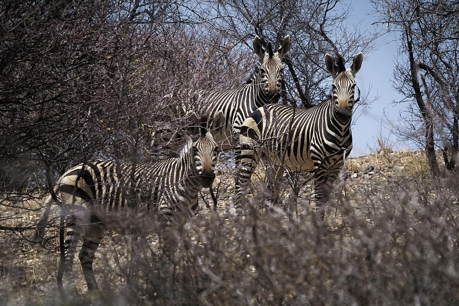 Cape Mountain Zebra 1 Photograph by Ernest Echols