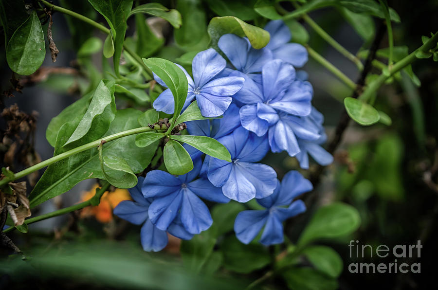 Cape Plumbago Photograph by Michelle Meenawong