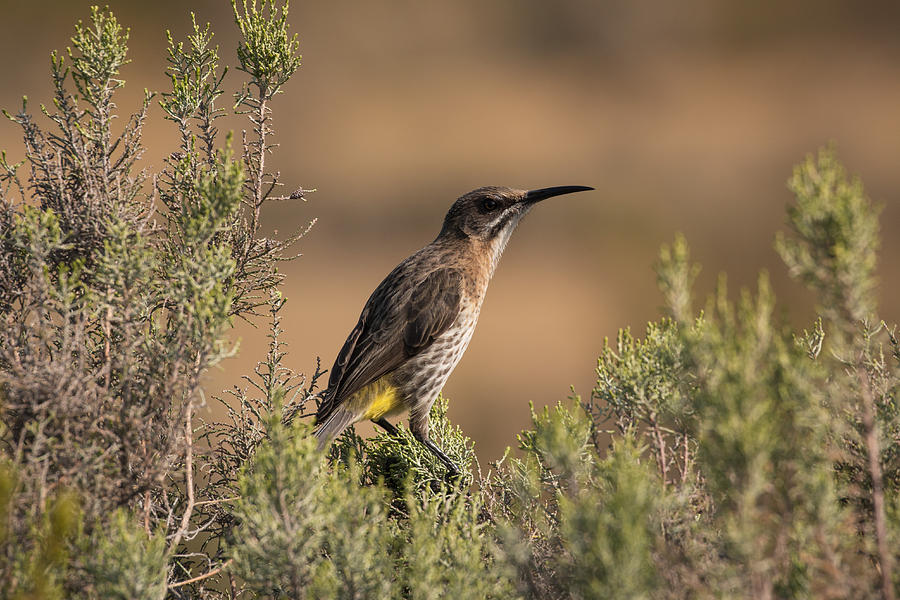 Cape Sugarbird Photograph by Claudio Maioli