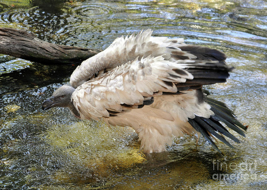 Cape Vulture Photograph by Lydia Holly