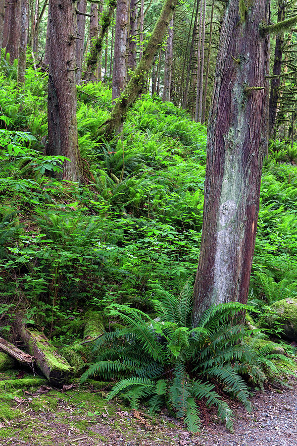 Capilano Canyon Rainforest Photograph by Michael Russell - Fine Art America