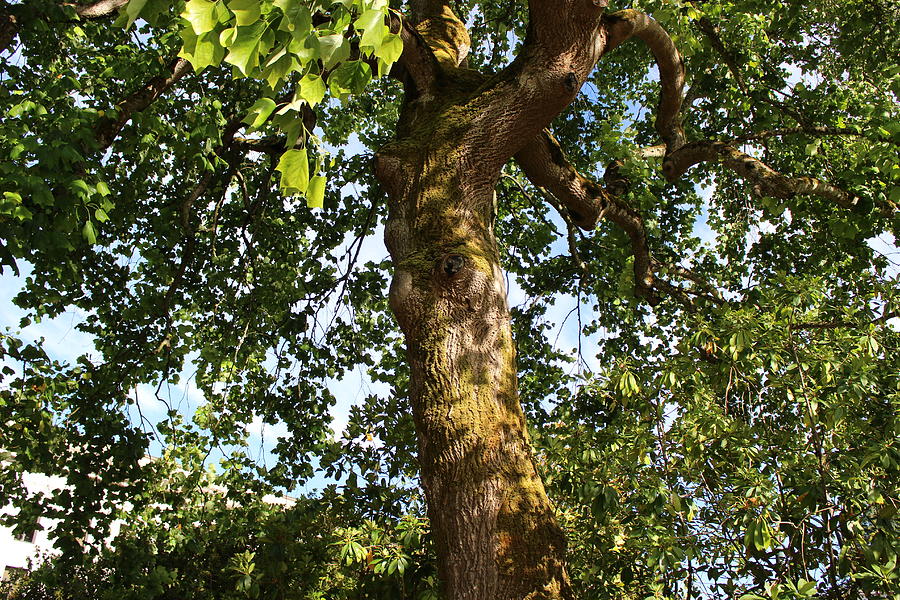 Tree Photograph - Capital Hill, Olympia Washington Tree by Zachary Lowery