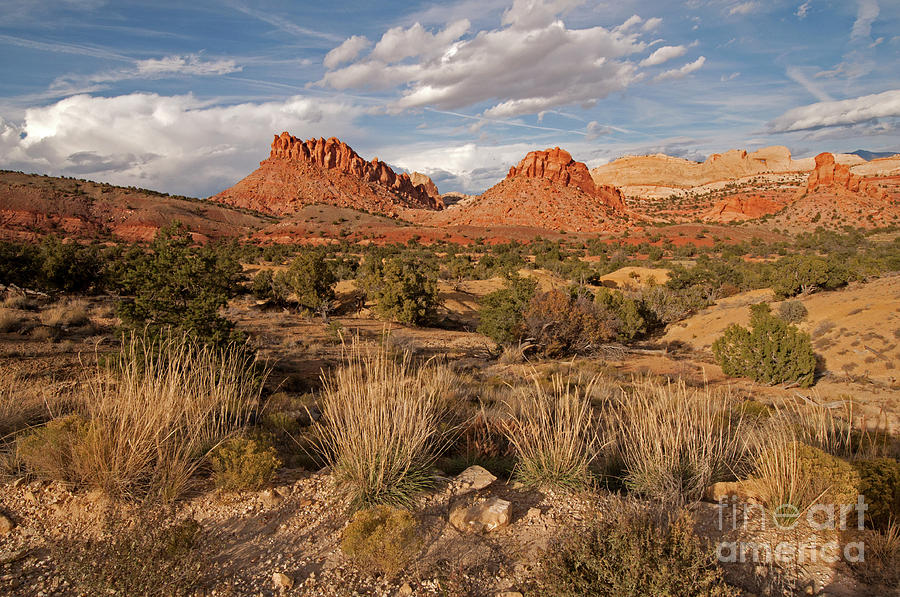 Capital Reef National Park Photograph by Cindy Murphy - NightVisions