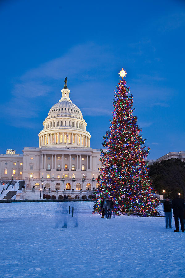 Capitol Christmas Tree Photograph