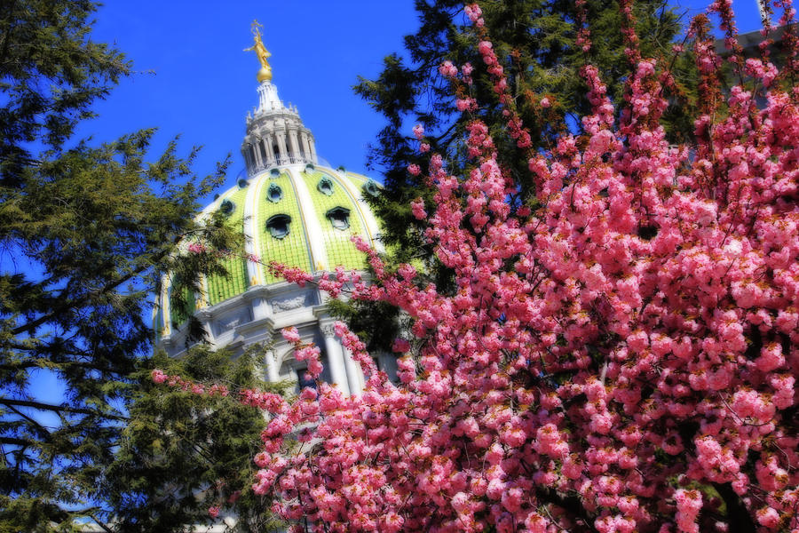 Architecture Photograph - Capitol in Bloom by Shelley Neff