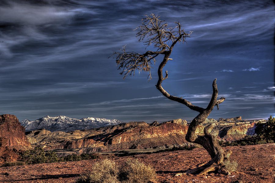 Capitol Reef Loner Photograph by Wendell Thompson