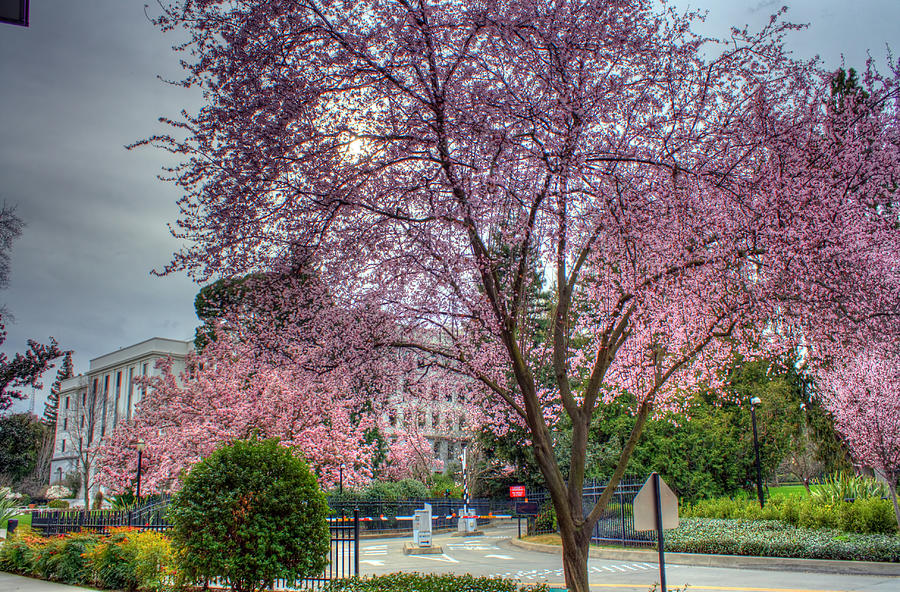Capitol Tree Photograph by Randy Wehner