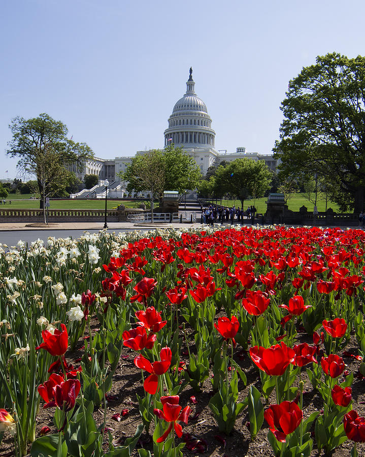 Capitol Tulips  Photograph by Jack Nevitt