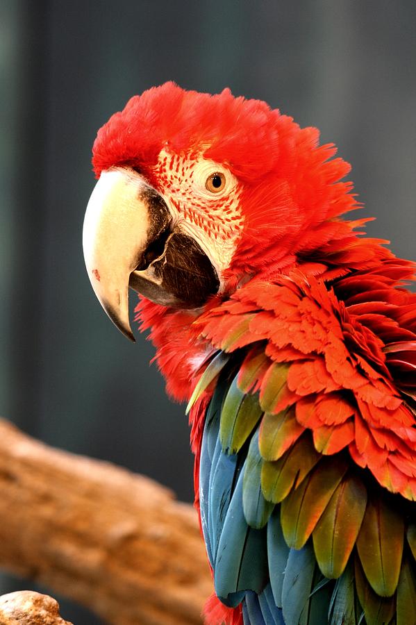 Macaw Photograph - Capn Red by David Dunham