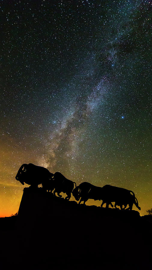 Caprock Canyon Bison Stars Photograph