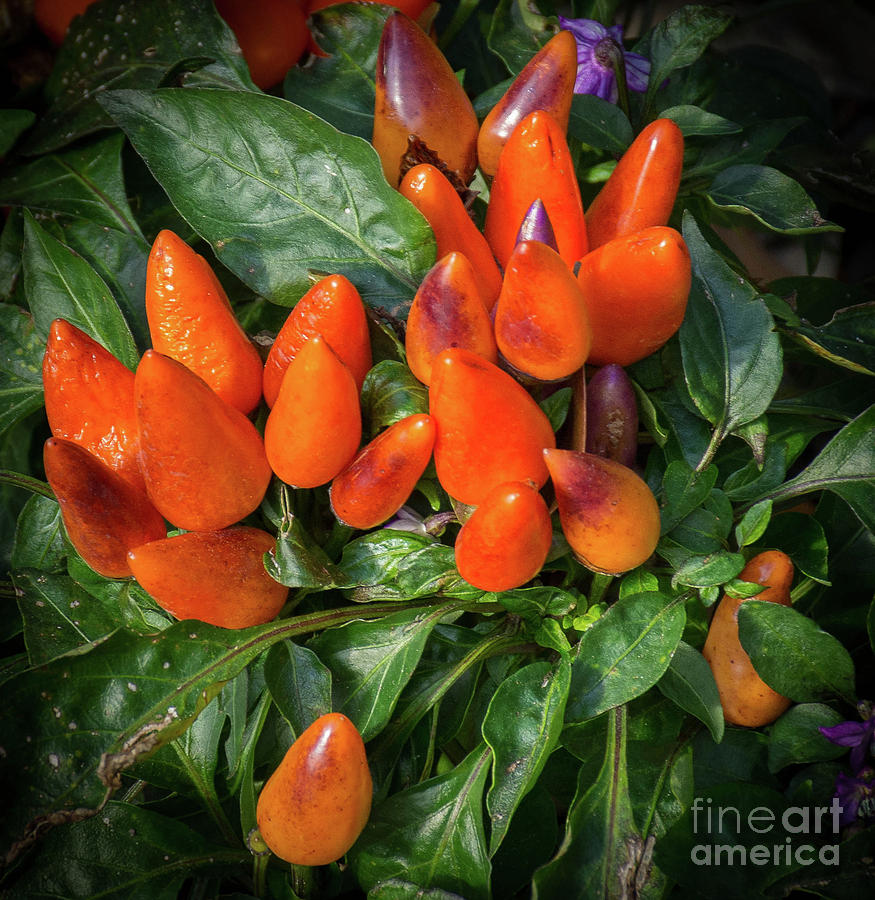 Capsicum frutescens Photograph by Barry Bohn