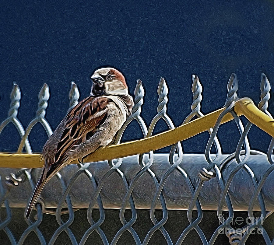 Captain Sparrow Photograph by Vivian Martin