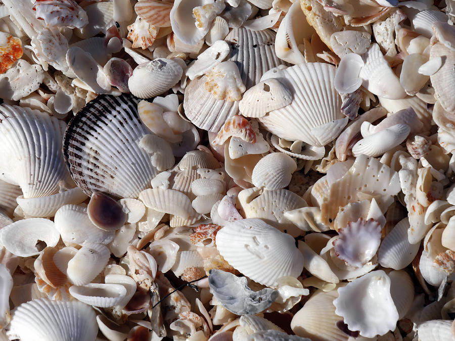 Captiva Island III Photograph by Tina Baxter - Fine Art America