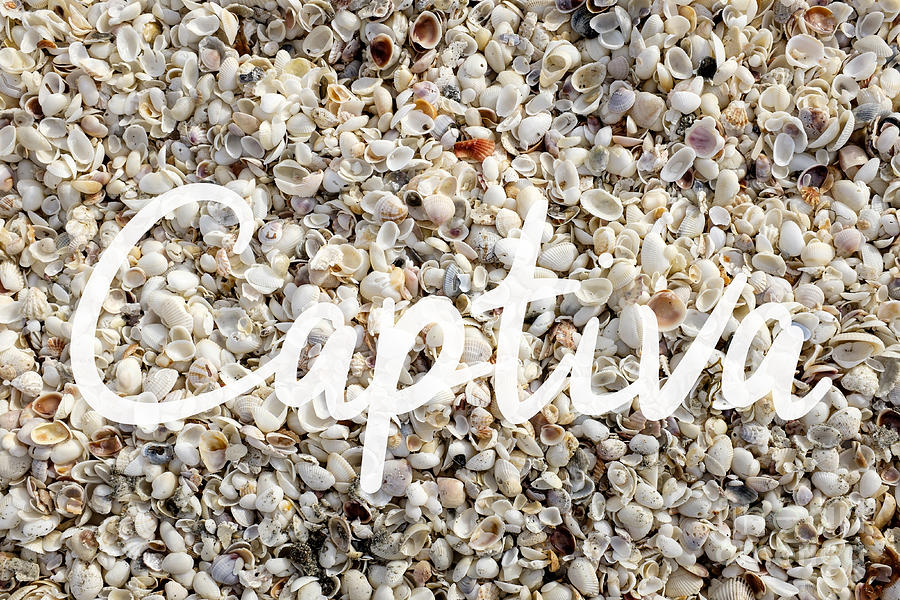 Captiva Island Seashell Photograph by Edward Fielding
