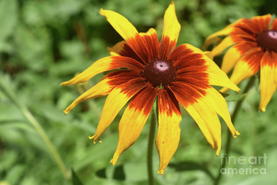 Captivating Black Eyed Susan Blossoming in Nature Photograph by DejaVu Designs