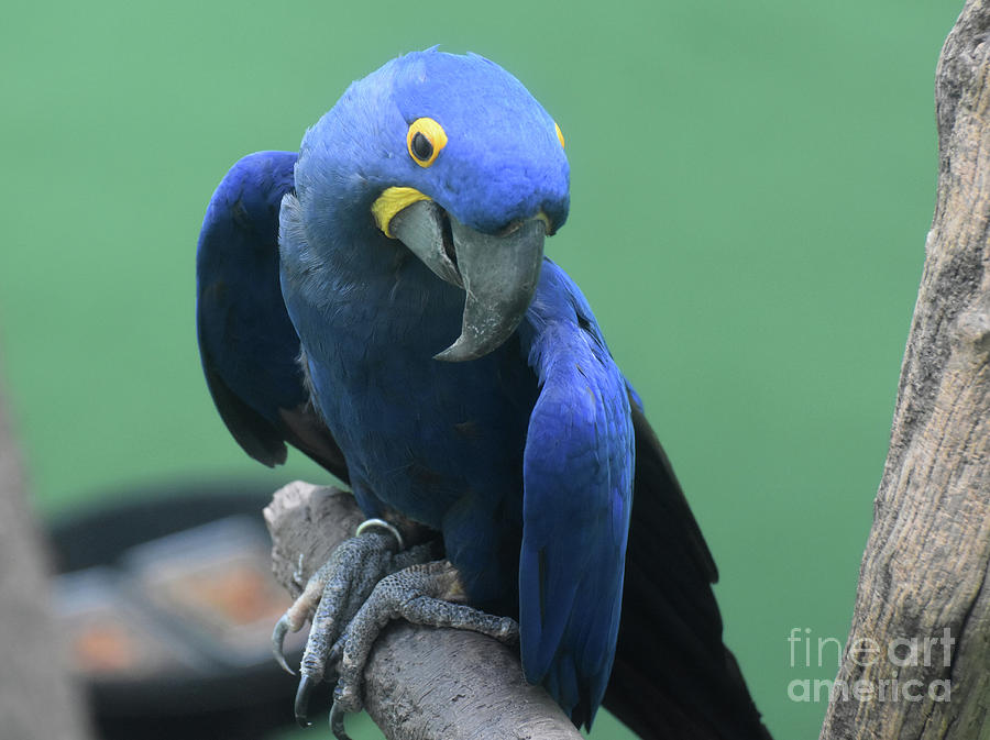 Captivating Blue and Yellow Hyacinth Macaw Parrot on a Branch Photograph by DejaVu Designs