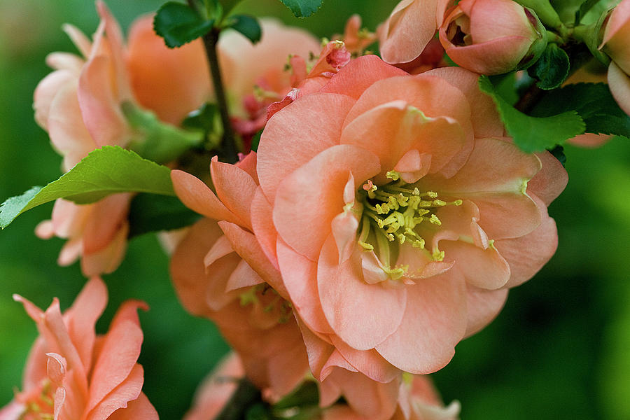 Captivating Camellias Photograph by Carole Gordon