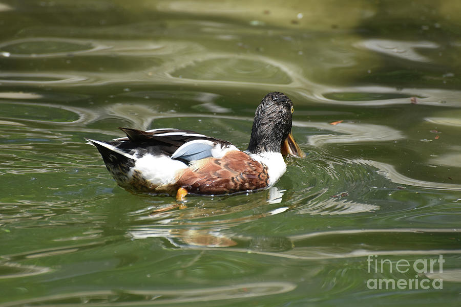 Captivating Close Up Of a Duck Relaxing Photograph by DejaVu Designs