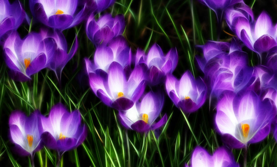 Captivating Crocuses Photograph by Cameron Wood
