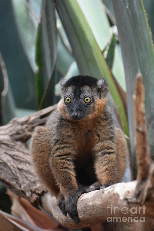 Captivating Image of a Brown Collared Lemur Photograph by DejaVu Designs