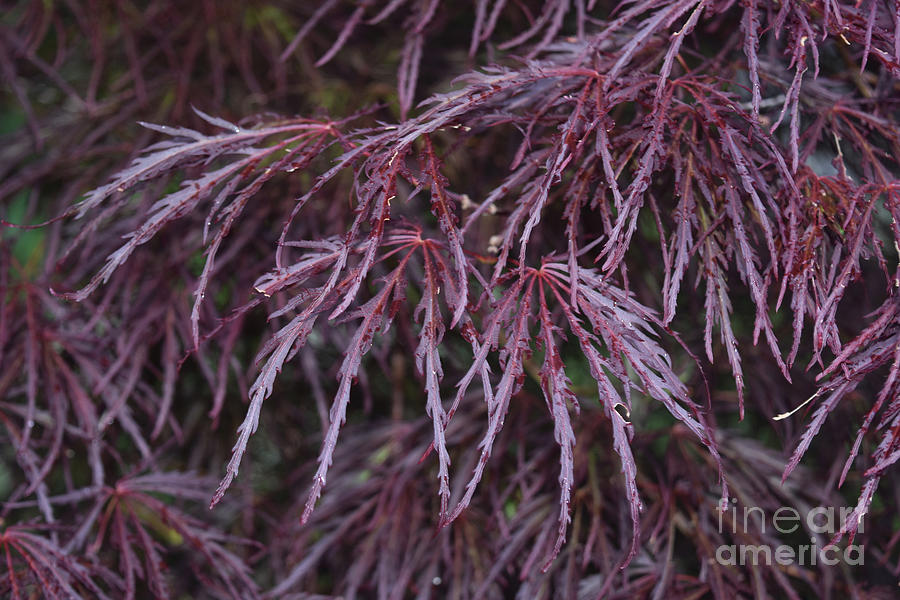Captivating Image of a Red Japanese Maple Tree Photograph by DejaVu Designs