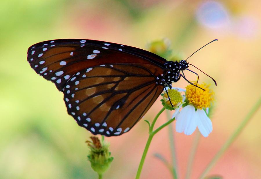 Captivating Monarch Butterfly Photograph