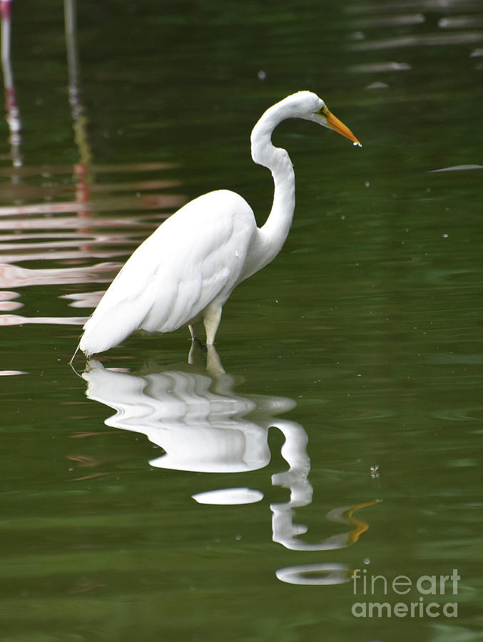 Captivating Reflection of a Heron in a Pond  Photograph by DejaVu Designs