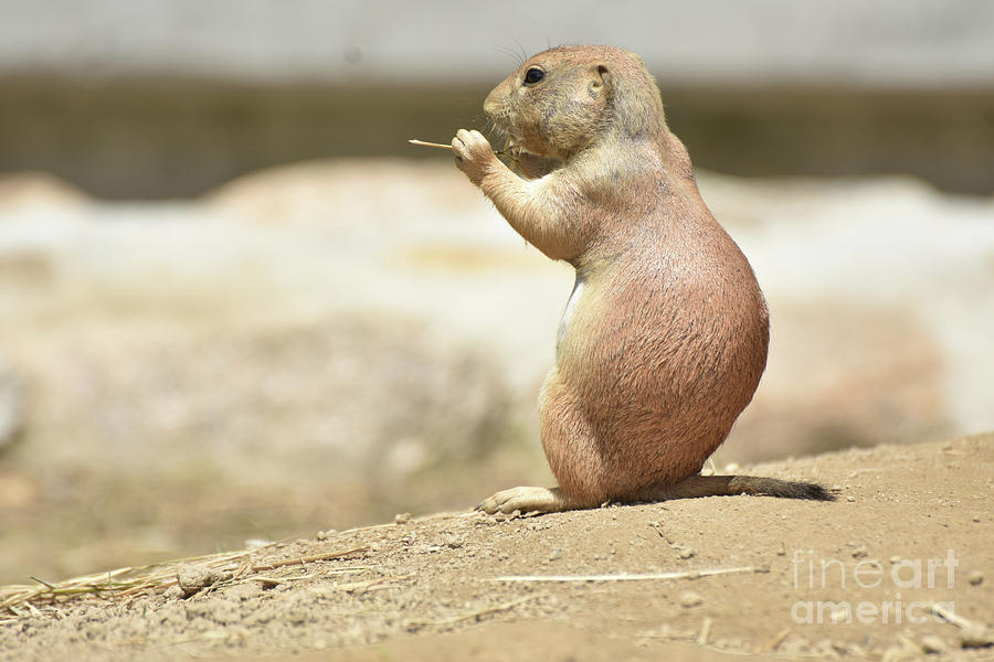 Captivating View of a Black Tailed Prairie Dog Photograph by DejaVu Designs