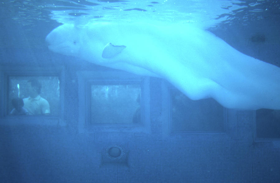 Captive Beluga Whale Photograph by Lyle Crump