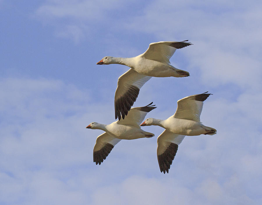 Captured Flight of  Snow Geese Photograph by Allan Levin