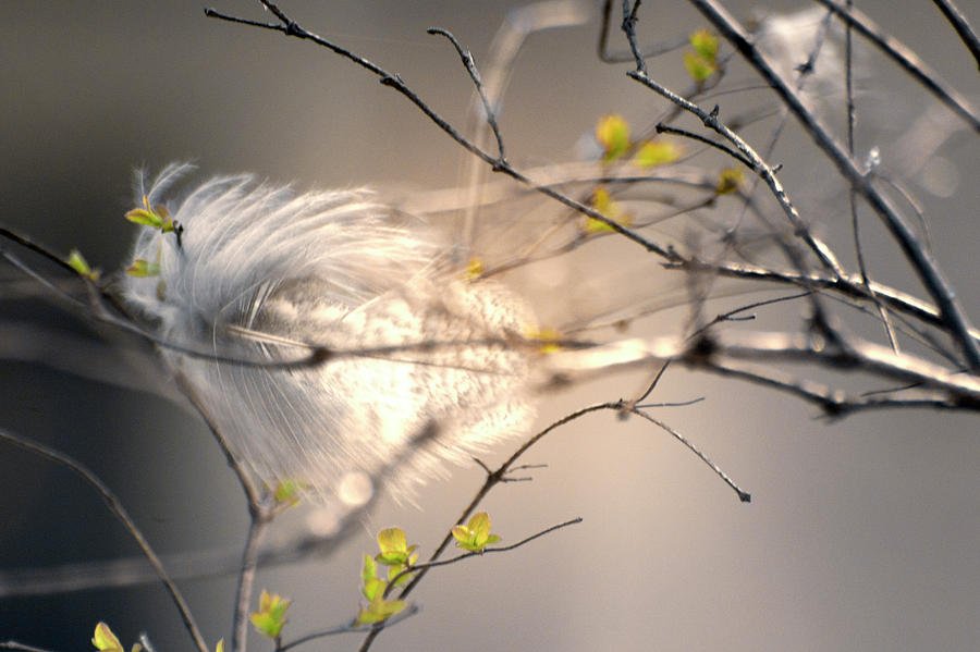 Captured small feather Photograph by Vlad Baciu