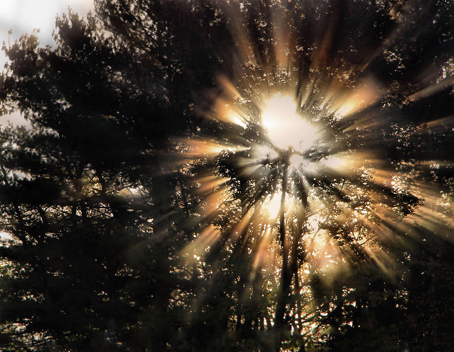 Capturing The Light Photograph by Sandra Huston