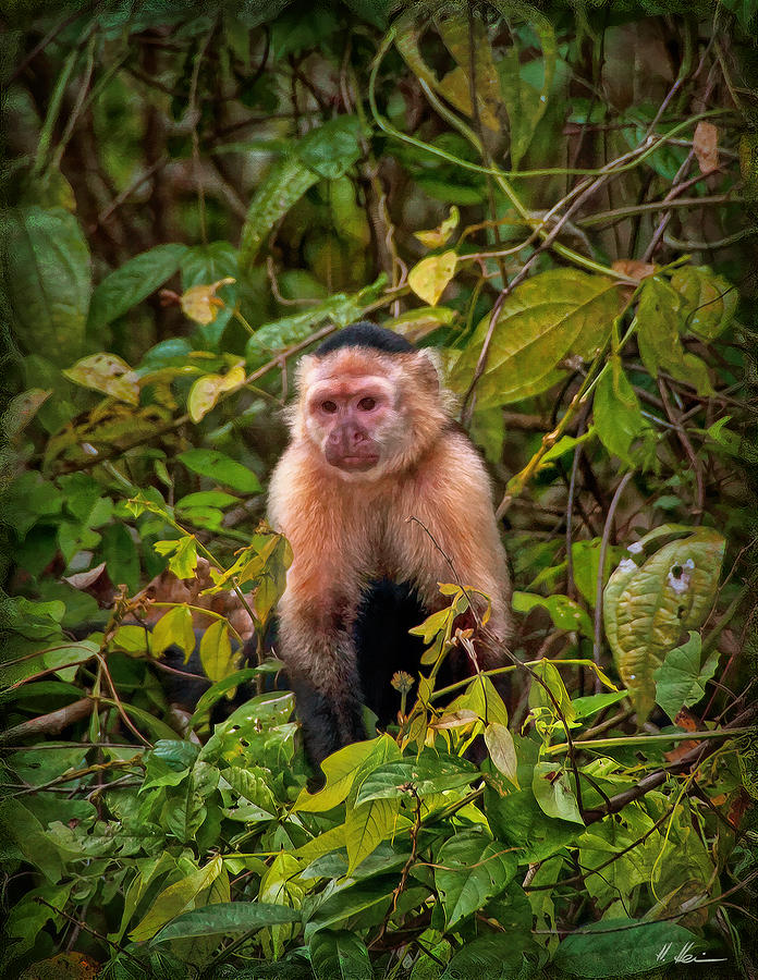 Capuchin Photograph by Hanny Heim