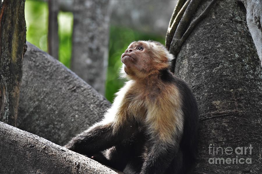 Capuchin In A Tree Photograph by Julie Adair