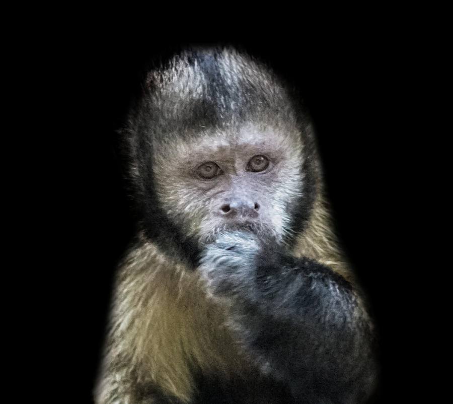 Capuchin Photograph