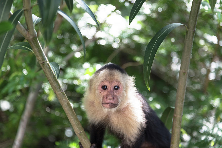 Wildlife Photograph - Capuchin by Michael Santos Wildlife Photograph - Capuchin by Michael Santos