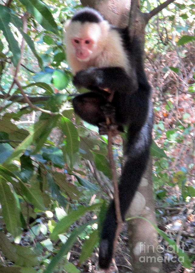 Capuchin Monkey 1 Photograph by Randall Weidner