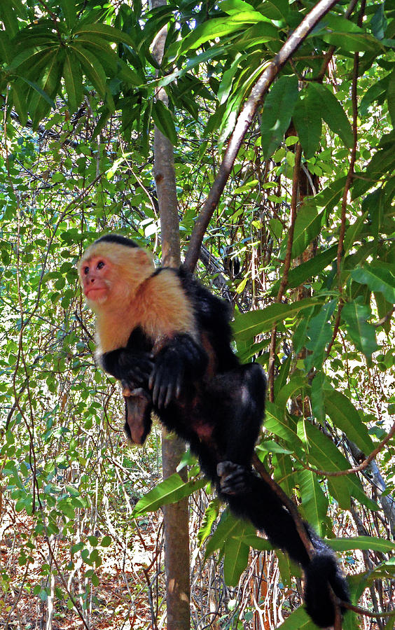Capuchin Monkey 1 Photograph by Ron Kandt