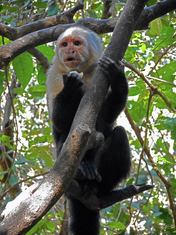 Capuchin Monkey 12 Photograph by Ron Kandt