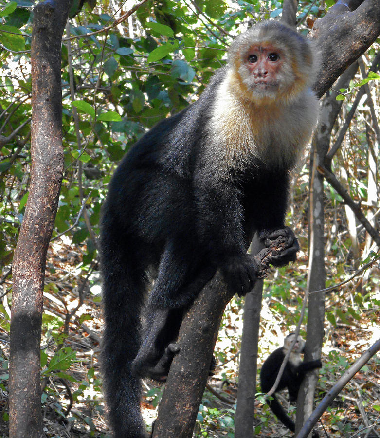 Capuchin Monkey 15 Photograph by Ron Kandt