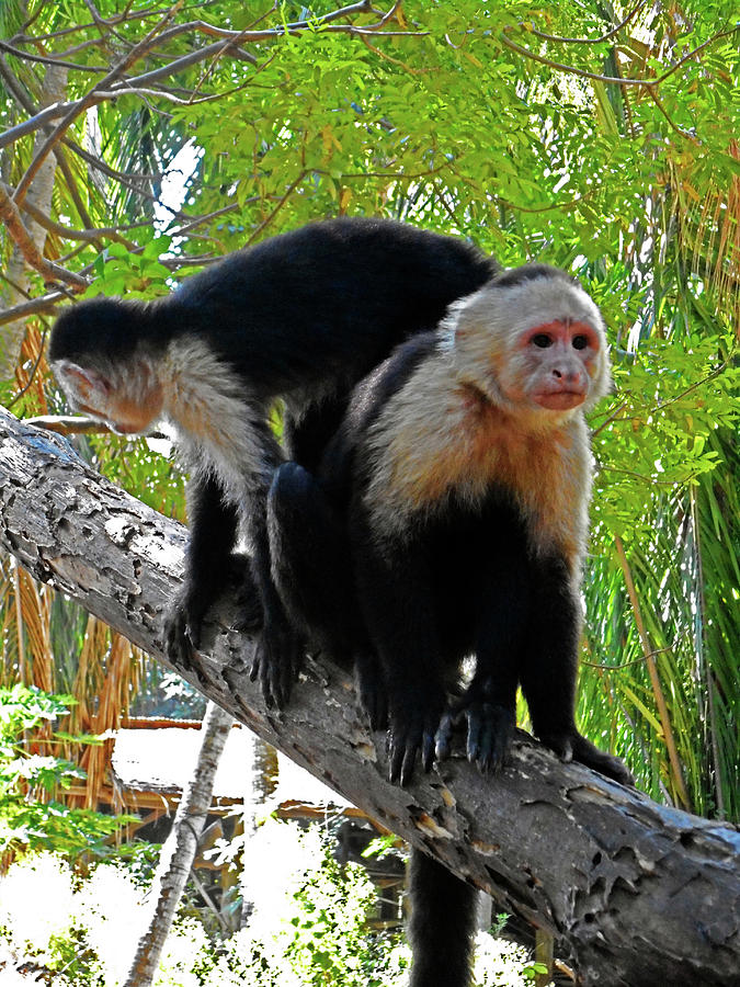 Capuchin Monkey 17 Photograph by Ron Kandt