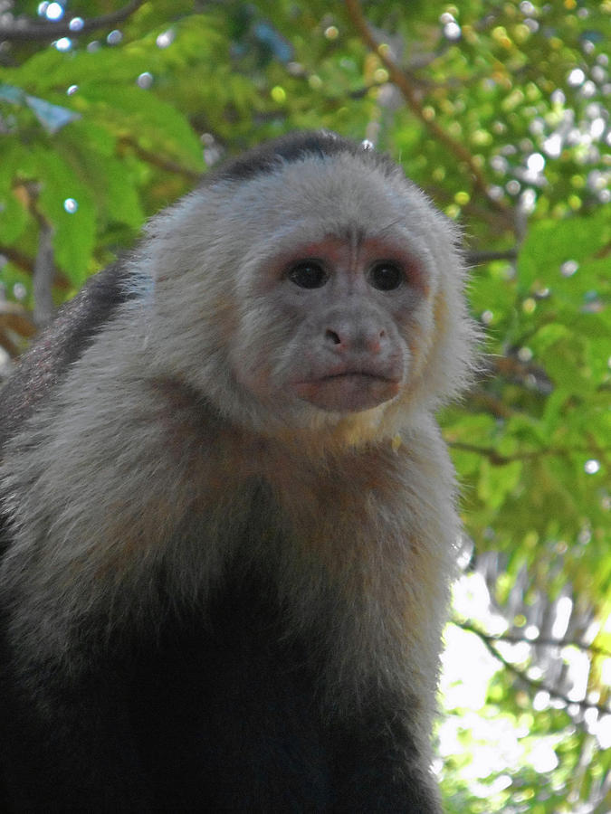 Capuchin Monkey 18 Photograph By Ron Kandt Pixels