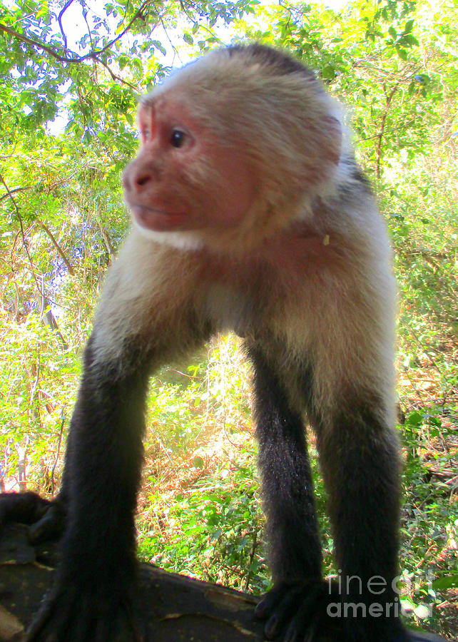 Capuchin Monkey 2 Photograph by Randall Weidner