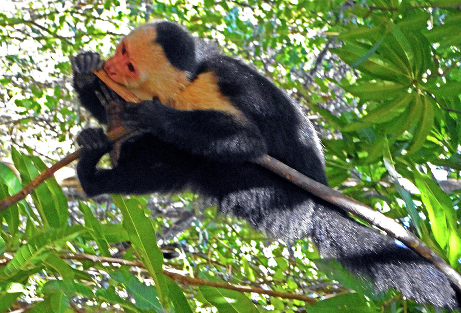 Capuchin Monkey 2 Photograph by Ron Kandt
