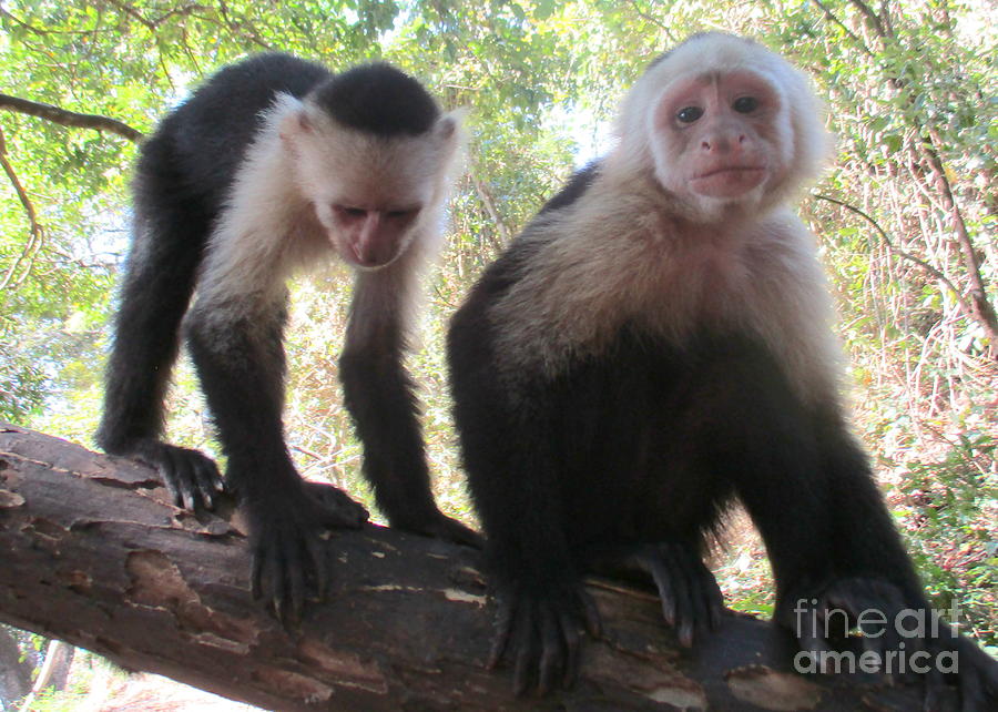 Capuchin Monkey 3 Photograph by Randall Weidner