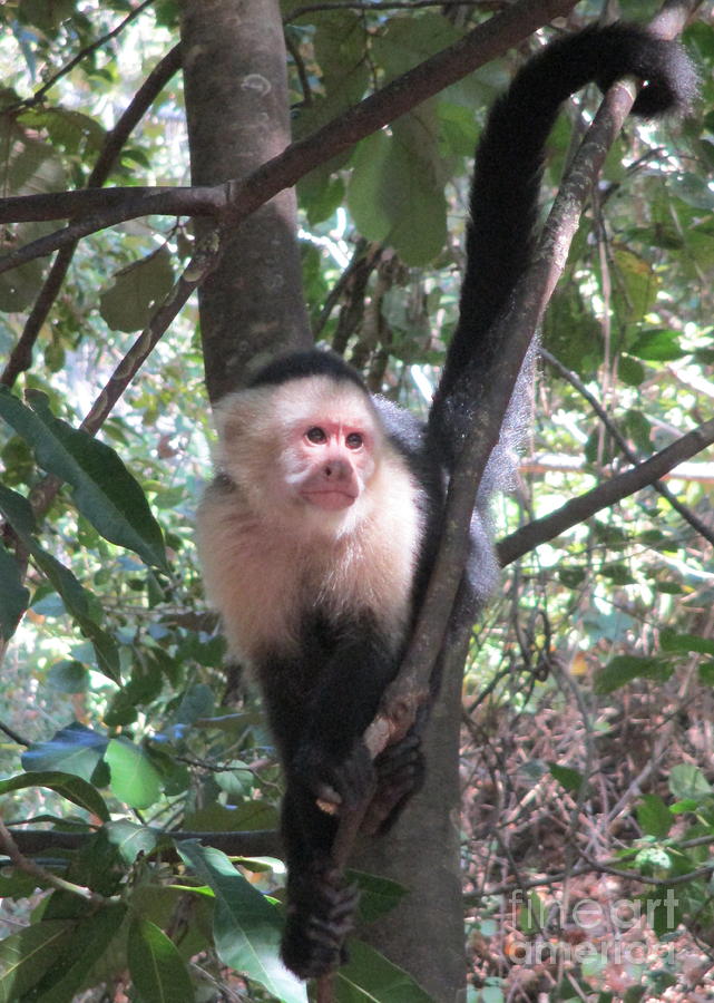Capuchin Monkey 4 Photograph by Randall Weidner