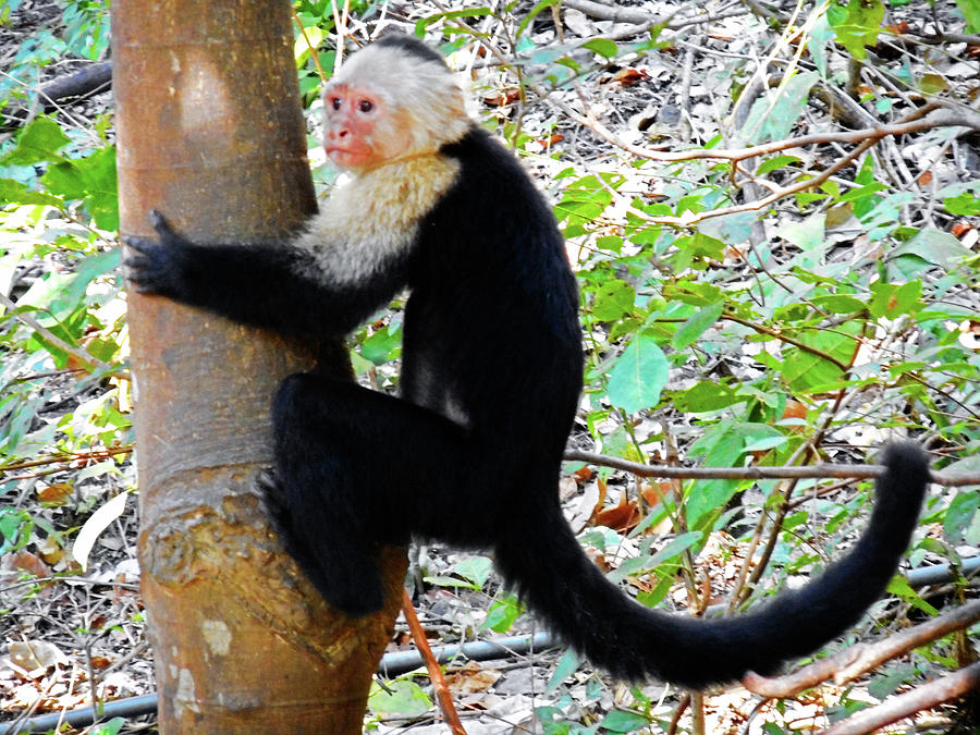 Capuchin Monkey 4 Photograph by Ron Kandt