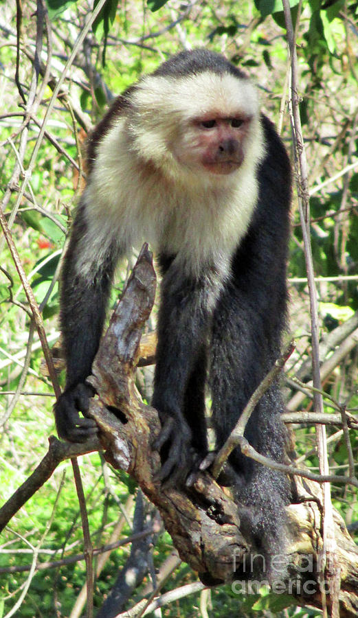 Capuchin Monkey 5 Photograph by Randall Weidner